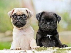 Beautiful Pug puppies Available