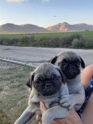 PUG PUPPIES FAWN