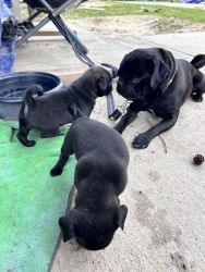 Selling 2 female puppies pug