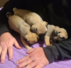 Pug Puppies for Sale-4 females