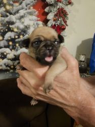 Fawn pug puppies for sell