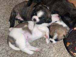 Adorable puppies looking for a loving home