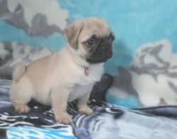 good looking pug puppies for sale now