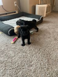 Pug puppy male ready now