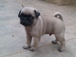 Male pug puppy for sale