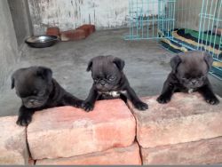 black pug puppy for sale