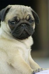 Pug Puppies 4 Sale wth Mchip & KCI Certificate