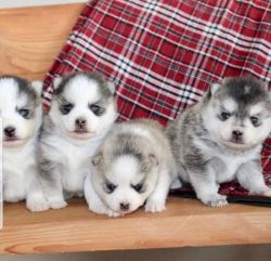 male and female baby pomsky for sale