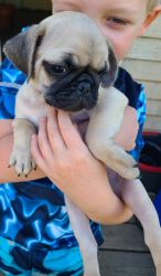 Fawn male pug puppies