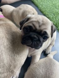 Adorable Pug Puppy (5weeks old)