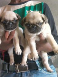 pug pups for sell