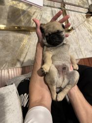 Cute Pug puppy looking for lovely family