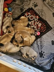 Pug puppies for sell. 3 girls and 4 boys. 6 weeks old.
