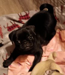 Purebred pug puppies for sale