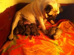 pure pug pups for sale