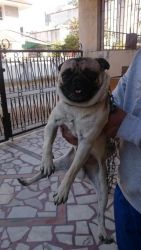 want to sell my pug