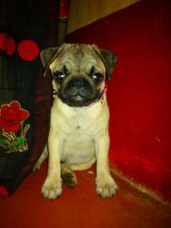 Pug for sale with oet carry box and dog food