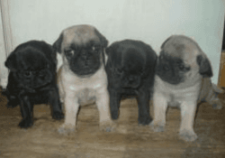 for sale pug pupp