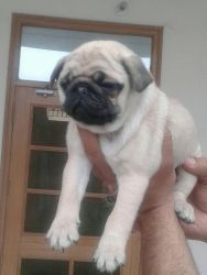 i want to sell pug