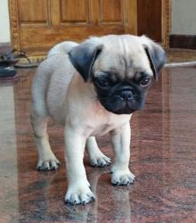 male pug for sale