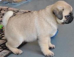 caring pug puppies for sale