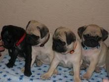 Male And Female Pug Puppies