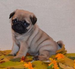 AKC pug ready for a new home for adoption