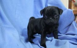 Pug Puppies for Sale.
