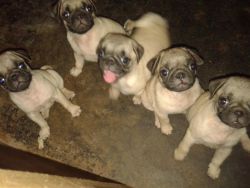 55 days old pug puppies