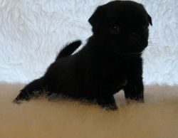 Most Beautiful Pug puppies For Sale