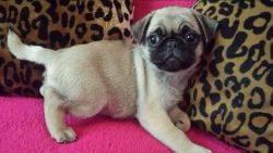 Kc registered pugs ready to go now