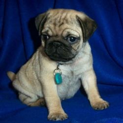 super cute pug puppies for sale