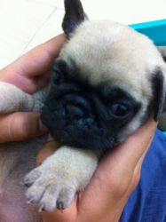 Show quality pug puppies