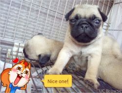 cute pug puppies are waiting for you