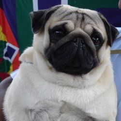 Vodafon Dog for sale