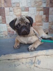 Male Brown Pug for Sell