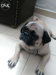 Selling female Pug of 1.5yrs old