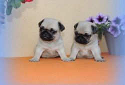 Litters Of Pug Puppies Ready To Now At Summer.