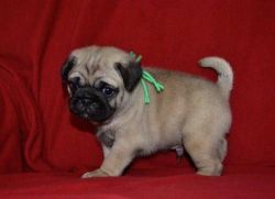 Sweet Fawn Pug Puppies For Sale!