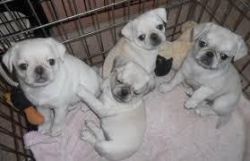 black and fawn pug puppies