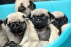 pug puppies ready