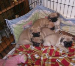 male and female pug puppies charming