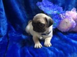 Kennel Club Registered Pug Puppies