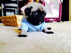 Adorable puppy pugs