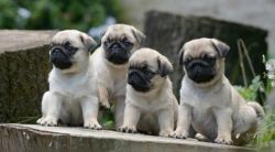 Great Pug puppies for Adoption