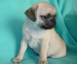 Purebred Pug puppies for caring family