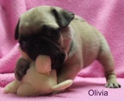 Pug Puppies Now Available