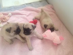 Healthy fawn pug puppies ready