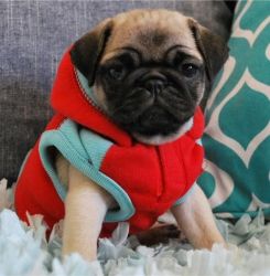 Adorable Pug Puppies For Sale