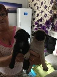 Black And Fawn Predigree Male Pug Puppies